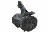 Sauropod Dinosaur (Camarasaurus) Caudal Vertebra - Colorado #222506-6